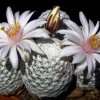 Mammillaria_albiflora_2